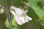 Eastern gray beardstongue